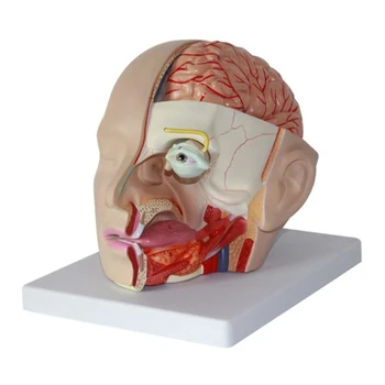 Анатомия на човека Главата, анатомическая модел на черепа, Анатомическая модел мозъчна артерия на човек за здравно обучение