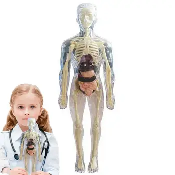 Детски анатомични детски играчки, 3D играчка за човешкото тяло Анатомическая модел тялото Мека анатомическая кукла за човешкото тяло, Реалистичен сменяем дисплей кости органи